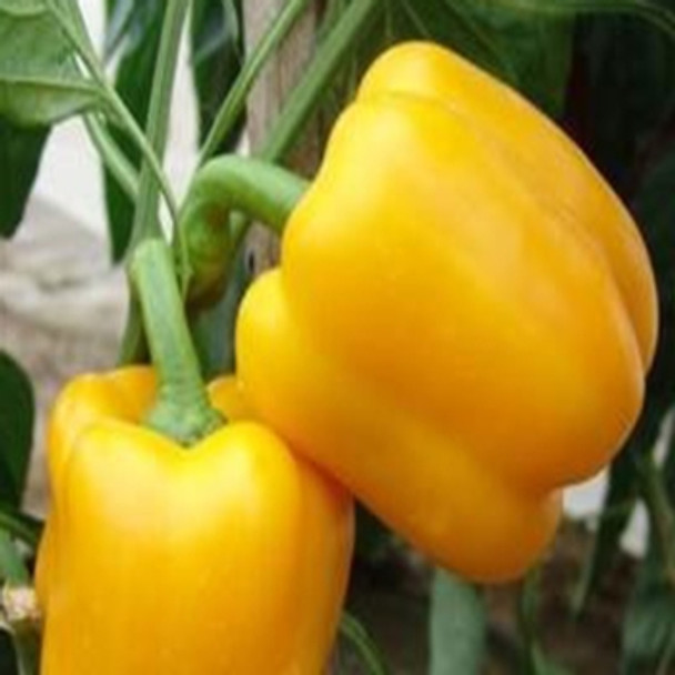 Sweet Pepper -  F1 Nirvana - Seed Megastore - sku 690