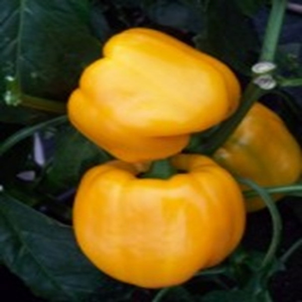 Sweet Pepper - F1 Phoebus - Seed Megastore - sku 692