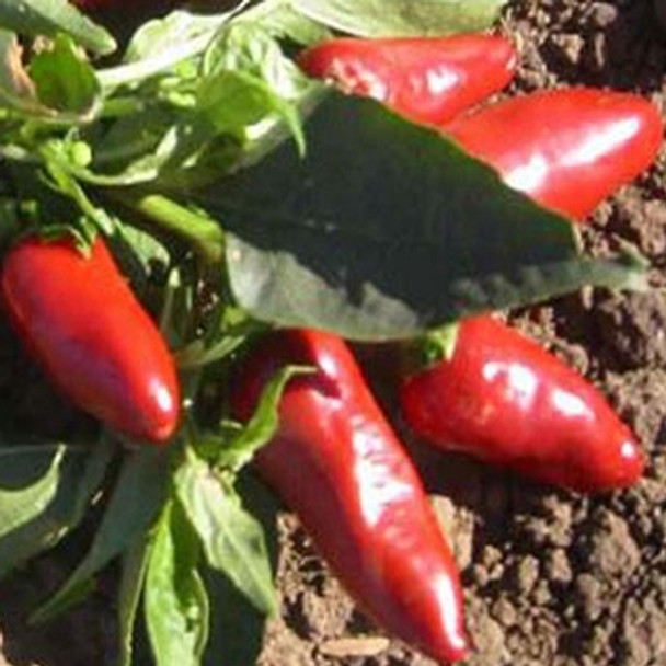 Hot Pepper -Fresno - Seed Megastore - sku 738