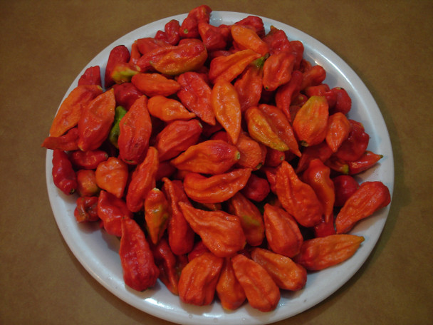 Bhut Jolokia