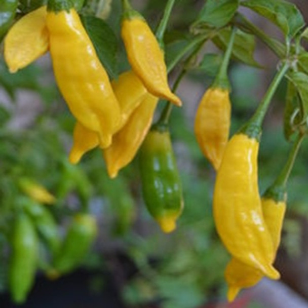 Hot Pepper - Hot Lemon - Seed Megastore - sku 753