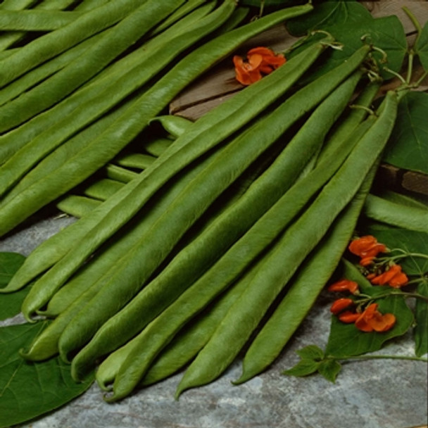 Runner Bean - Crusader - Seed Megastore - sku 802