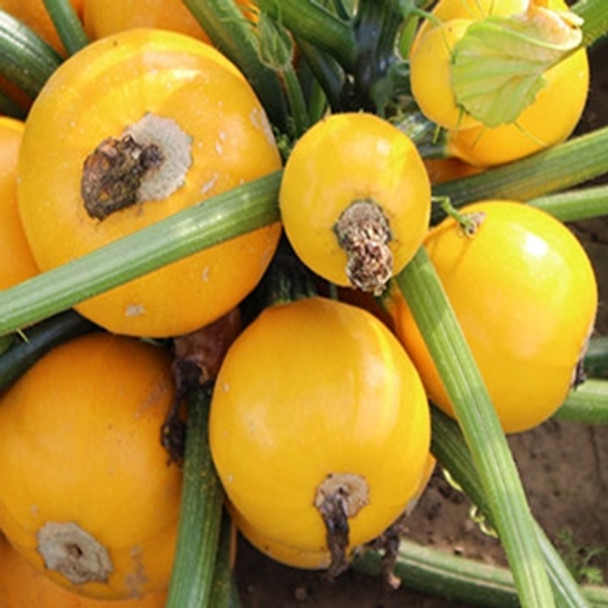 Courgette - F1 One Ball - Seed Megastore - sku 870