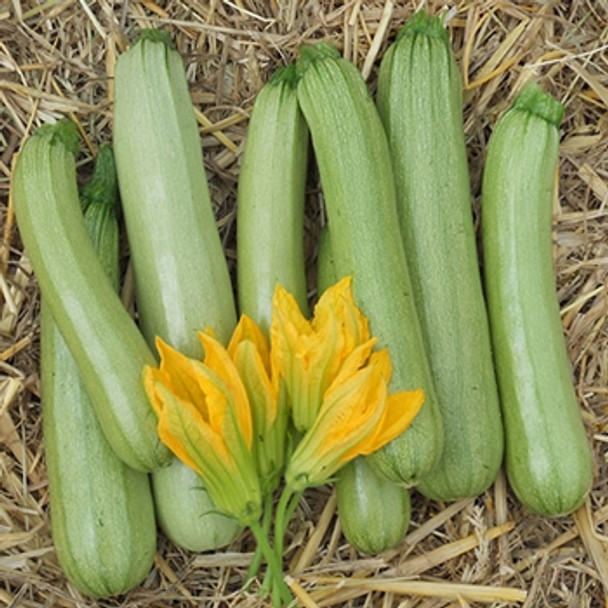 Courgette - F1 Alfresco - Seed Megastore - sku 889