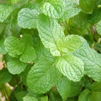 Herb - Mint Green