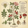 Rose Hips Organic |  Apothecary Herb Bag | Witchcraft Essentials