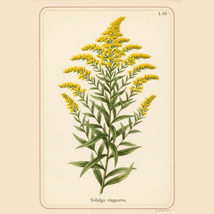 Goldenrod Wiccan Herb for Money Spells Rituals and Magic Witchcraft Essentials