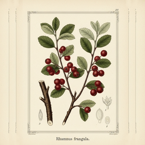 Discover buckthorn, an essential herb for modern practitioners of Wicca, Paganism, occult work, magic and witchcraft spells, available now on our online website.