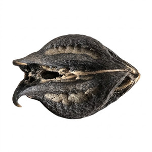 Bats Head Root