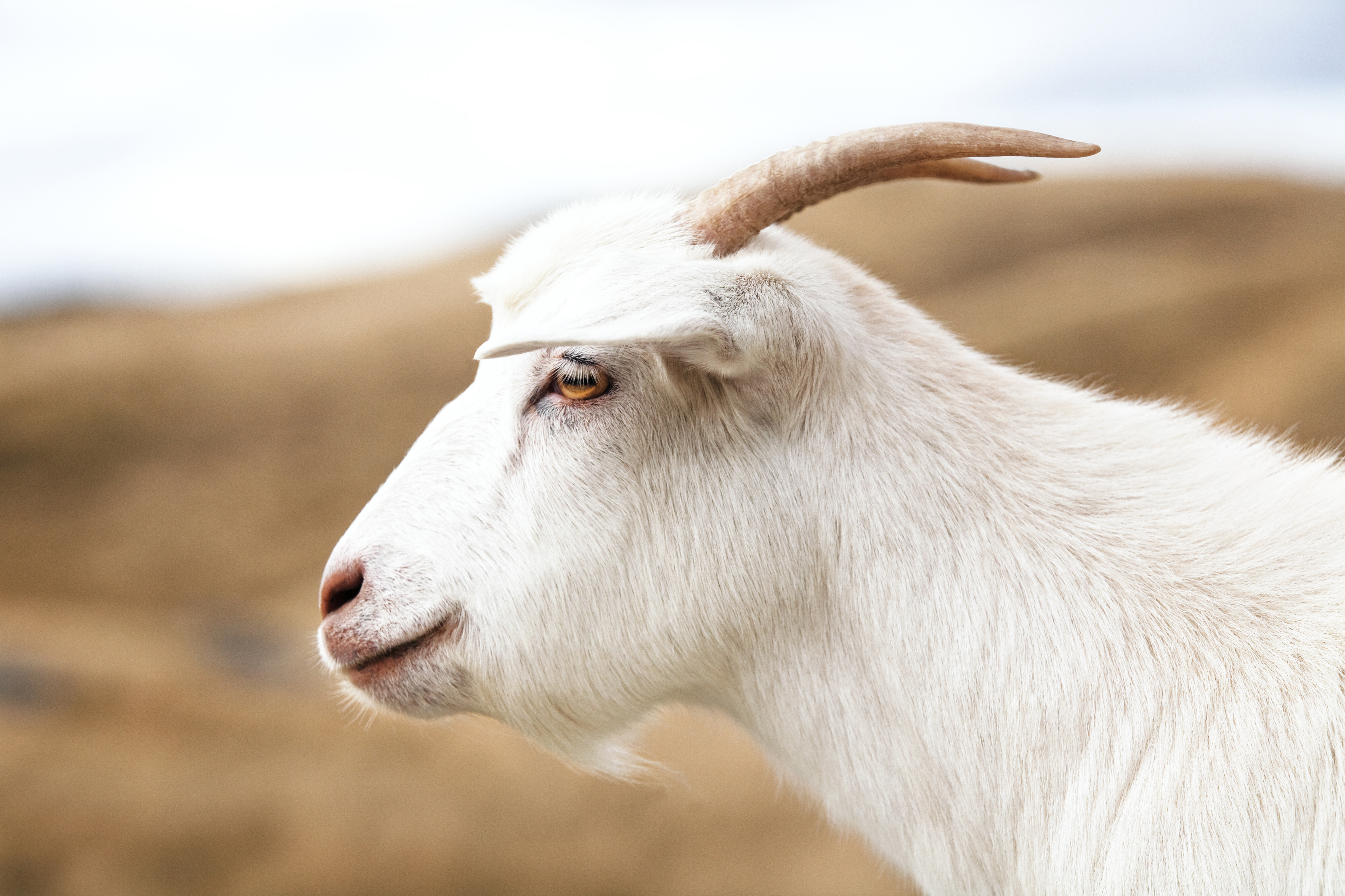 side-view-of-white-goat-2022-01-25-22-26-33-utc.jpg