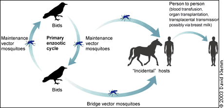 transmission-cycle-of-west-nile-virus.gif