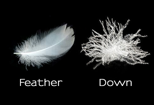 There is a difference between down and feather