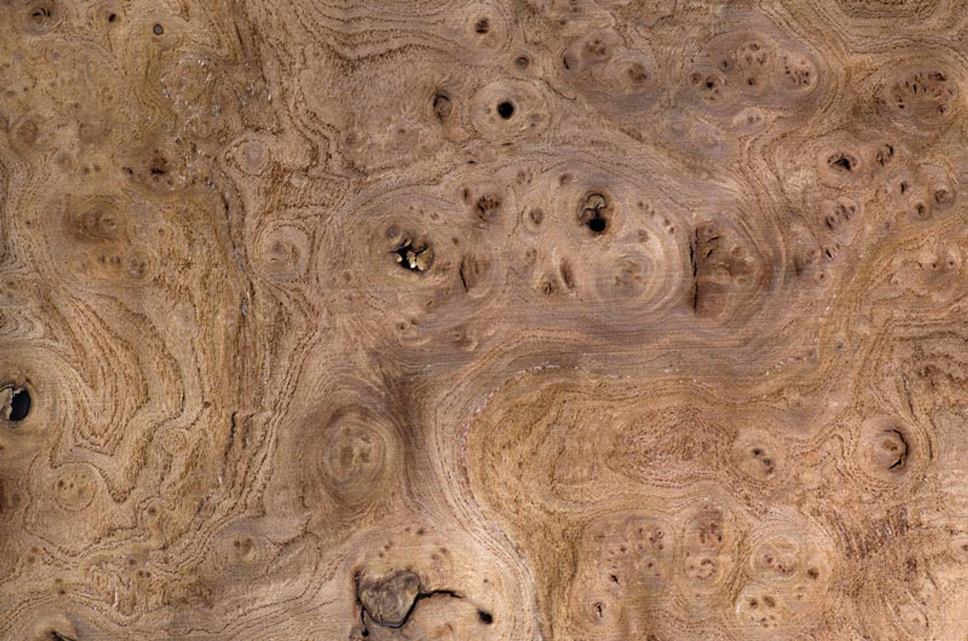 global-wood-source-exotic-l.jpg?t=1522330380