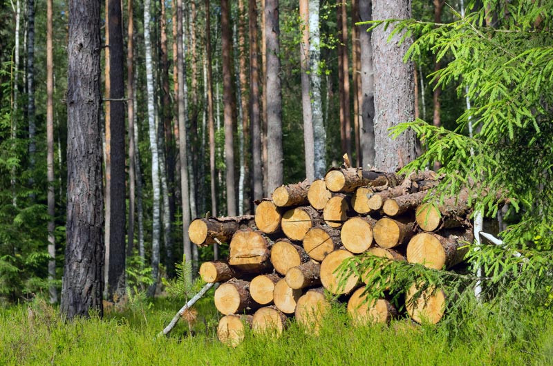 What Does Purchasing Sustainable Wood Mean? Global Wood Source