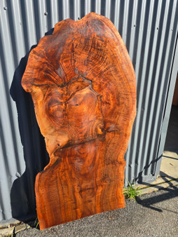 Claro Walnut Slab PNH-3921 1.8×30×62