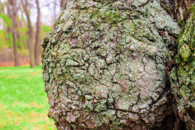A Brief Guide to the History of Burl Wood