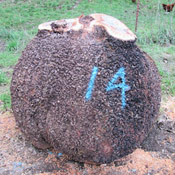 2-mapleburl14-thumb.jpg