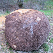 2-mapleburl4-thumb.jpg