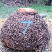 2-mapleburl7-thumb.jpg