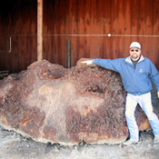 2-redwoodburl3-thumb.jpg