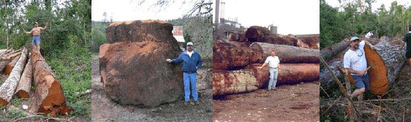 Global Wood Source