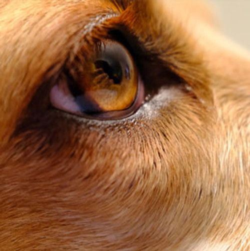 Canine Ocular Tissue, Cornea, Frozen