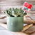 Snarky Plant Marker Stake - Hello I Am WICKED THIRSTY Snarky Plant Marker Stake - Hello I Am WICKED THIRSTY