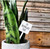 Snarky Plant Marker Stake - I'd Propagate That