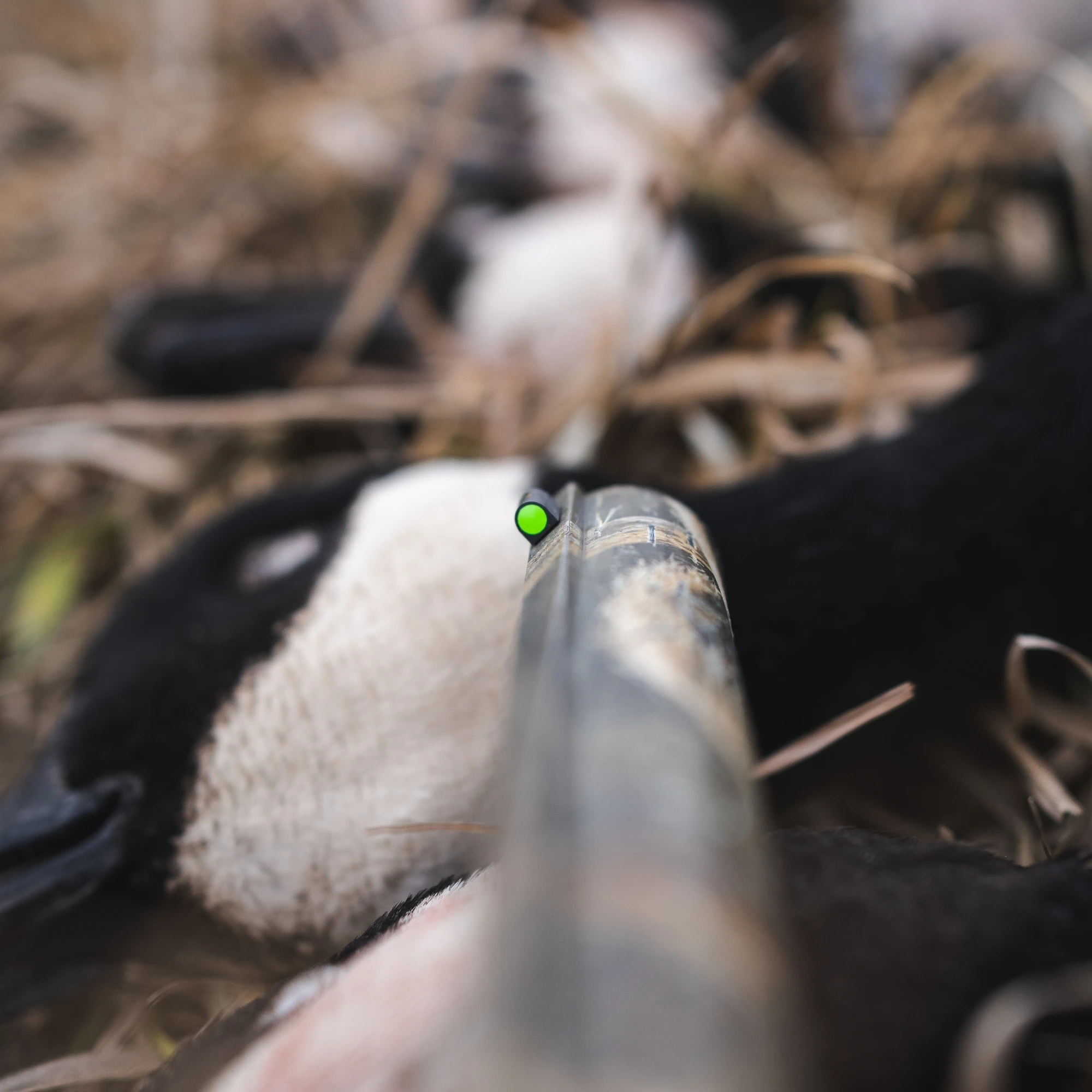 Shotgun Sights