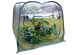 Pop-Up Greenhouse