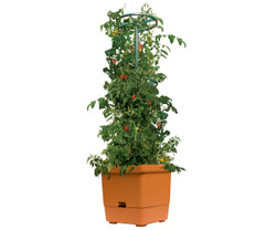 Tomato Tree w/ 3' Tower