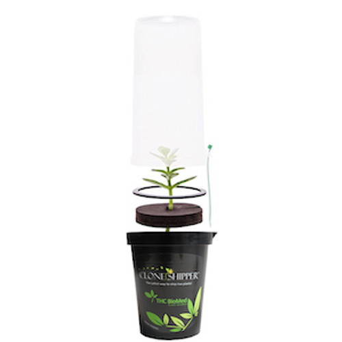 Seraflo アドバタイジング　キャニスター　Currants Seraflo アドバタイジング キャニスター Currants 611uoEz1p7L