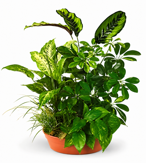 Indoor Forest Dish Garden in Clay Colored Bowl