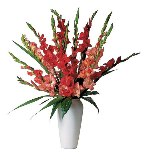 Simply Elegant Gladiolus Arrangement
