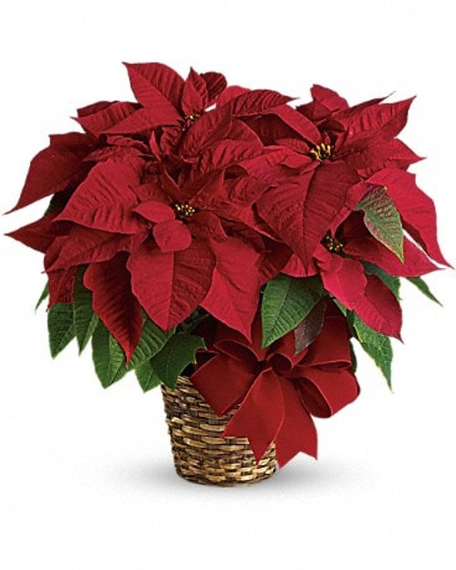 Nothing says Christmas like a big red poinsettia! A popular Christmas decoration, send this red poinsettia plant as a holiday gift - or keep it for yourself!