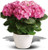 Happy Hydrangea - Pink