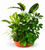 Indoor Forest Dish Garden in Clay Colored Bowl