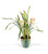 Large Cymbidium Orchid Plant