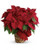Nothing says Christmas like a big red poinsettia! A popular Christmas decoration, send this red poinsettia plant as a holiday gift - or keep it for yourself!