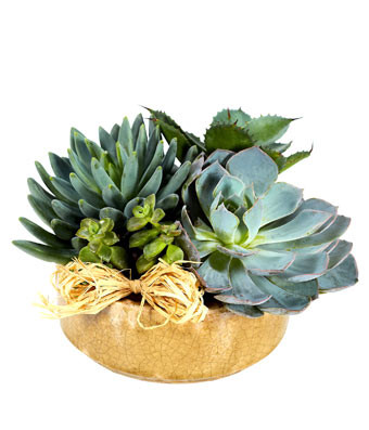 pearl succulent plant String of Pearls main image 0
