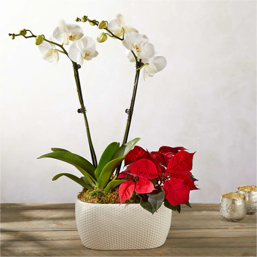 FTD White Orchid & Red Poinsettia Garden for Christmas 2023 Clarence