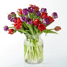 First Kiss Tulips Deluxe