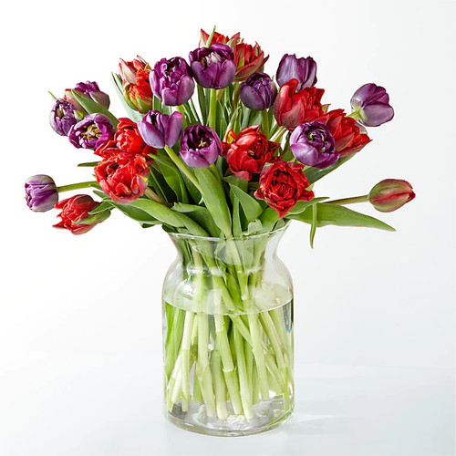 First Kiss Tulips Deluxe Clarence Walker Florist