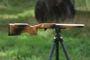 Coyote