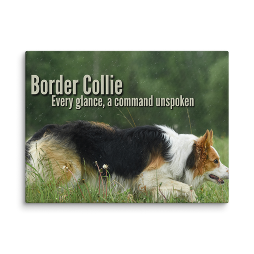 Unspoken Commands – Border Collie Wisdom Signature Series