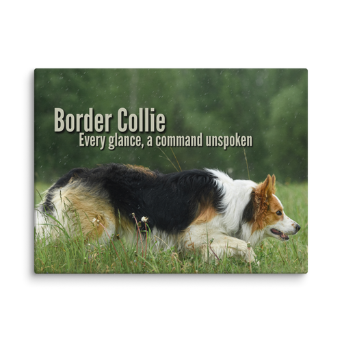 Unspoken Commands – Border Collie Wisdom Signature Series