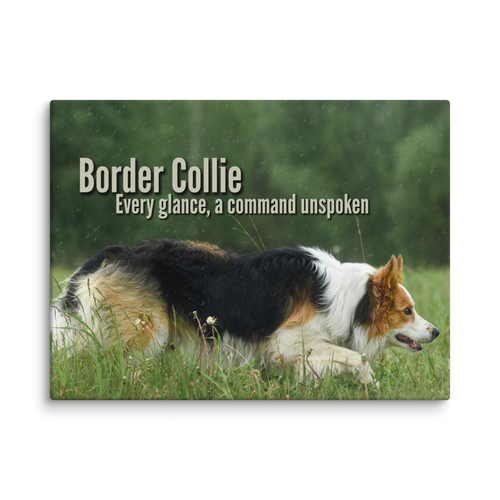 Unspoken Commands – Border Collie Wisdom Signature Series