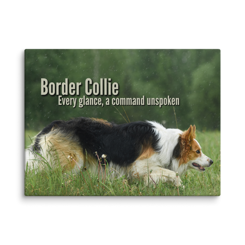 Unspoken Commands – Border Collie Wisdom Signature Series