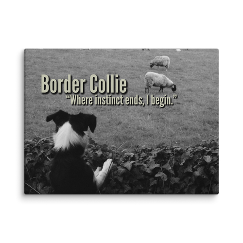 Instinct's Edge – Border Collie Wisdom Signature Series