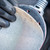 Bosch EXPERT 125mm 150G M480 Orbital Sanding Nets – Pack of 50